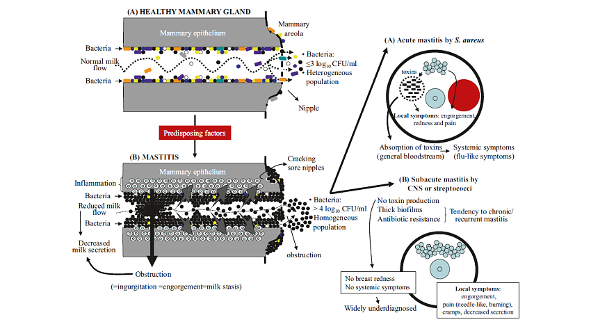 Grafik_Collado_Microbiome